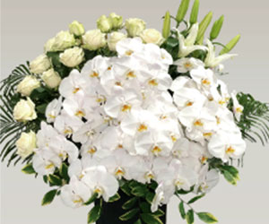 胡蝶蘭を中心に、ユリや白い洋花をあしらった葬儀用の豪華な供花アレンジメント